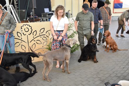 XXII Piknik Leśny - pokaz psów myśliwskich